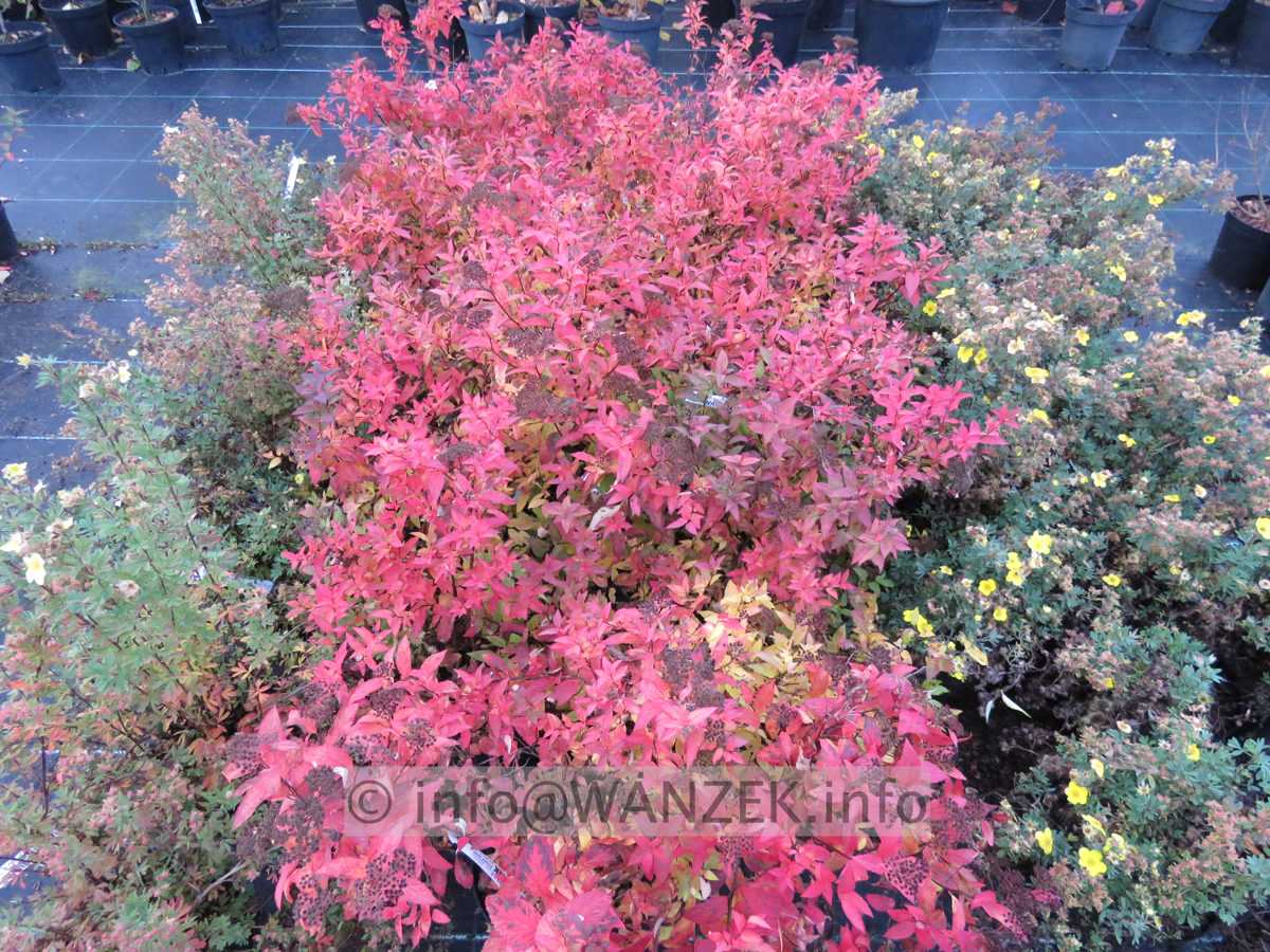 Spiraea japonica Goldflame 03.JPG